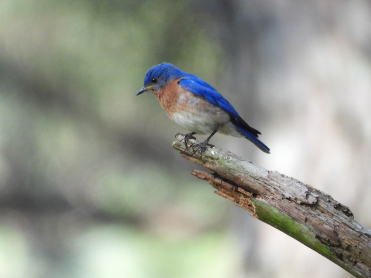 Eastern Bluebird - ML636186055
