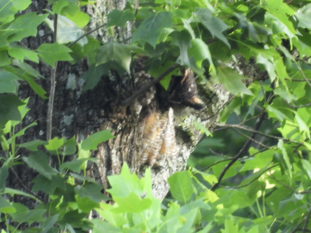 Great Horned Owl - ML636186112