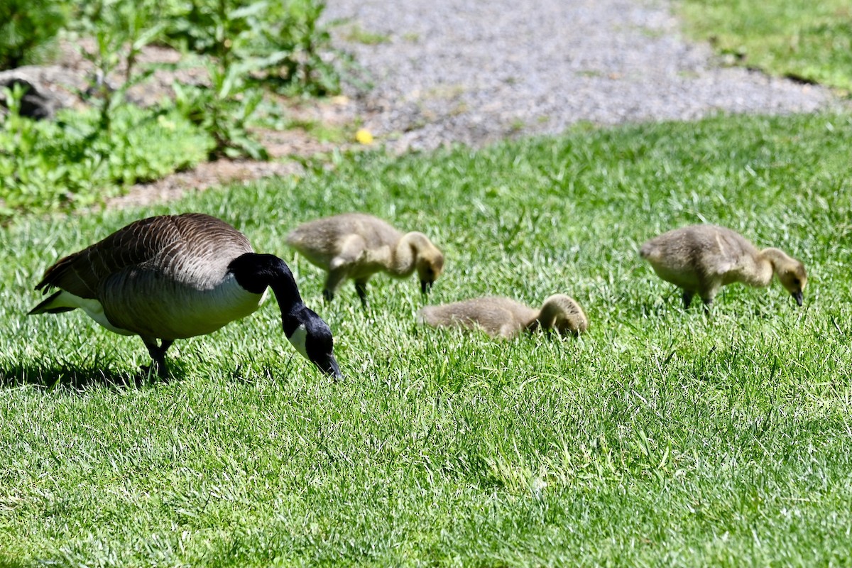 Canada Goose - ML636186114