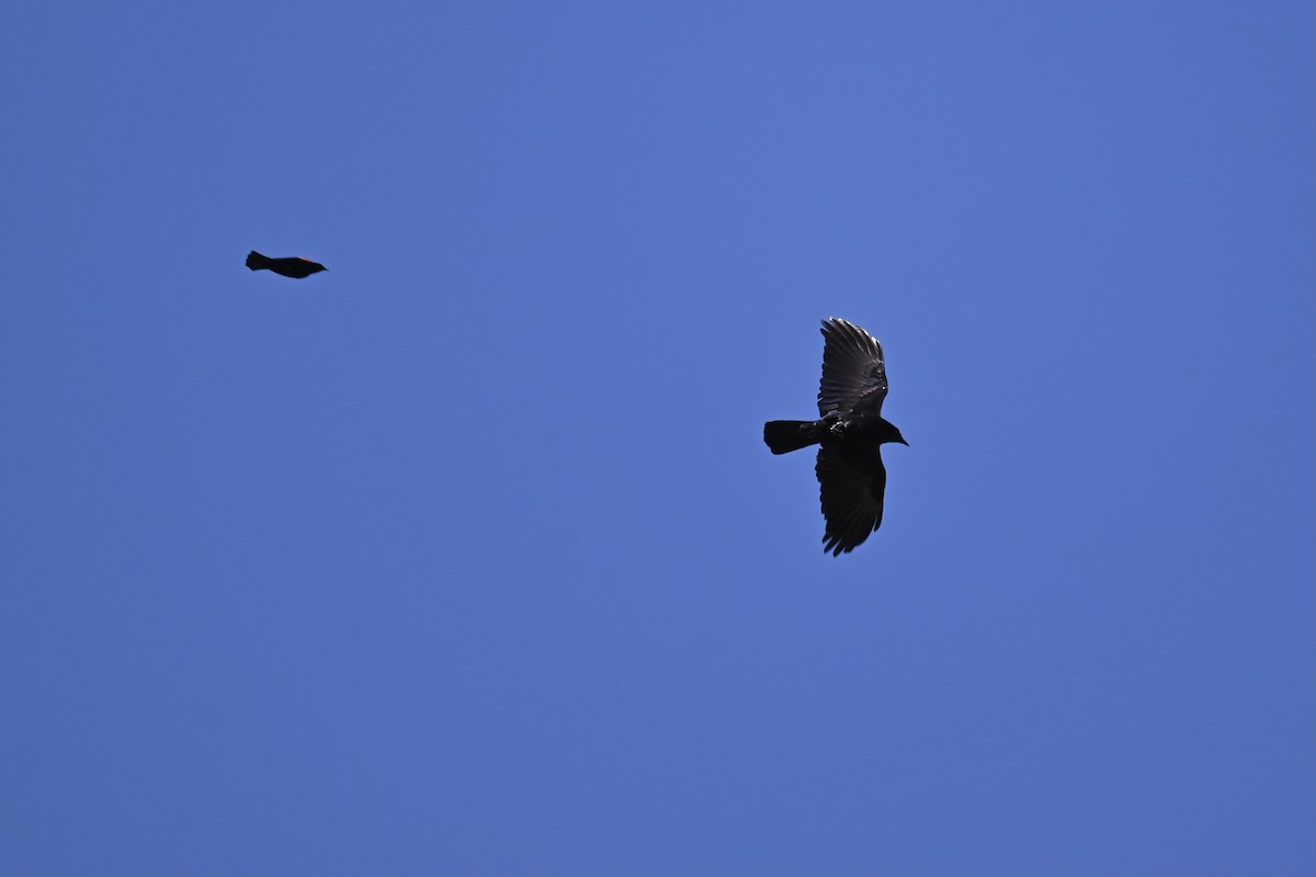 American Crow - ML636186149