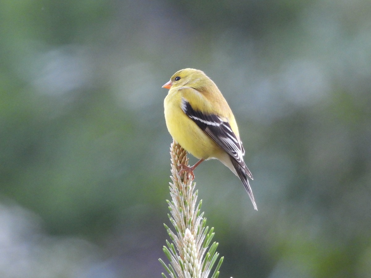 American Goldfinch - ML636186204