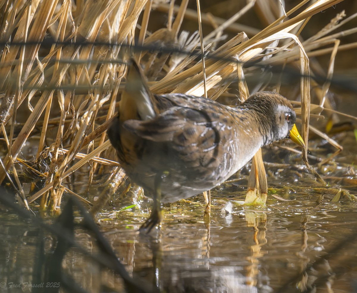 Sora - ML636186375