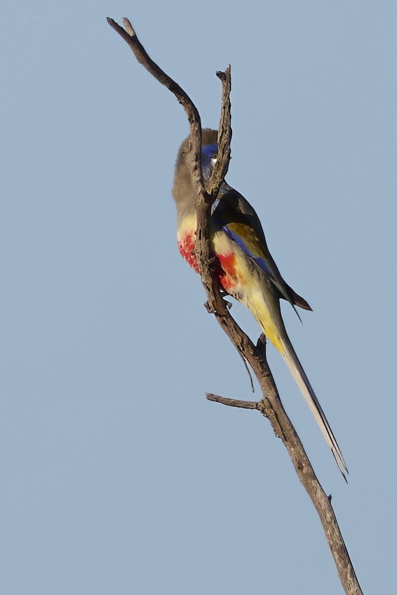 Greater Bluebonnet (Yellow-vented) - ML636186396