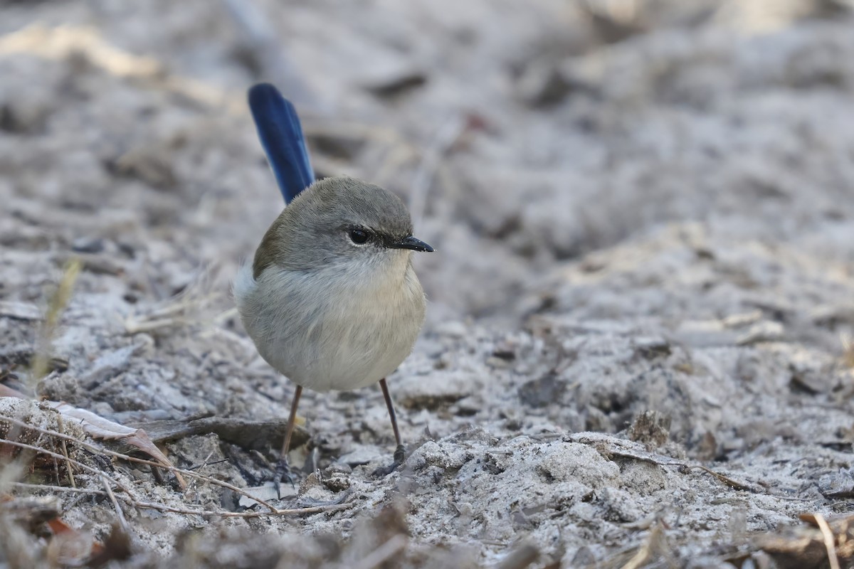 Superb Fairywren - ML636186451