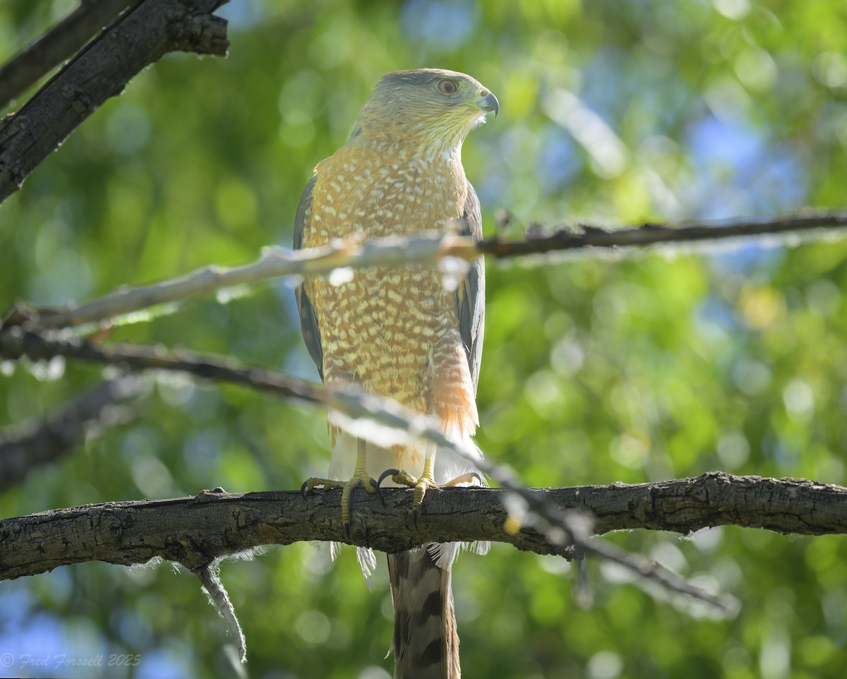Cooper's Hawk - ML636186478