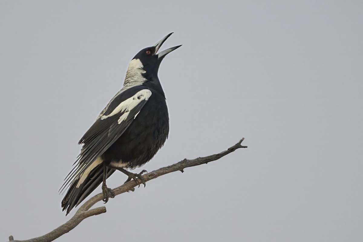 Australian Magpie - ML636186489