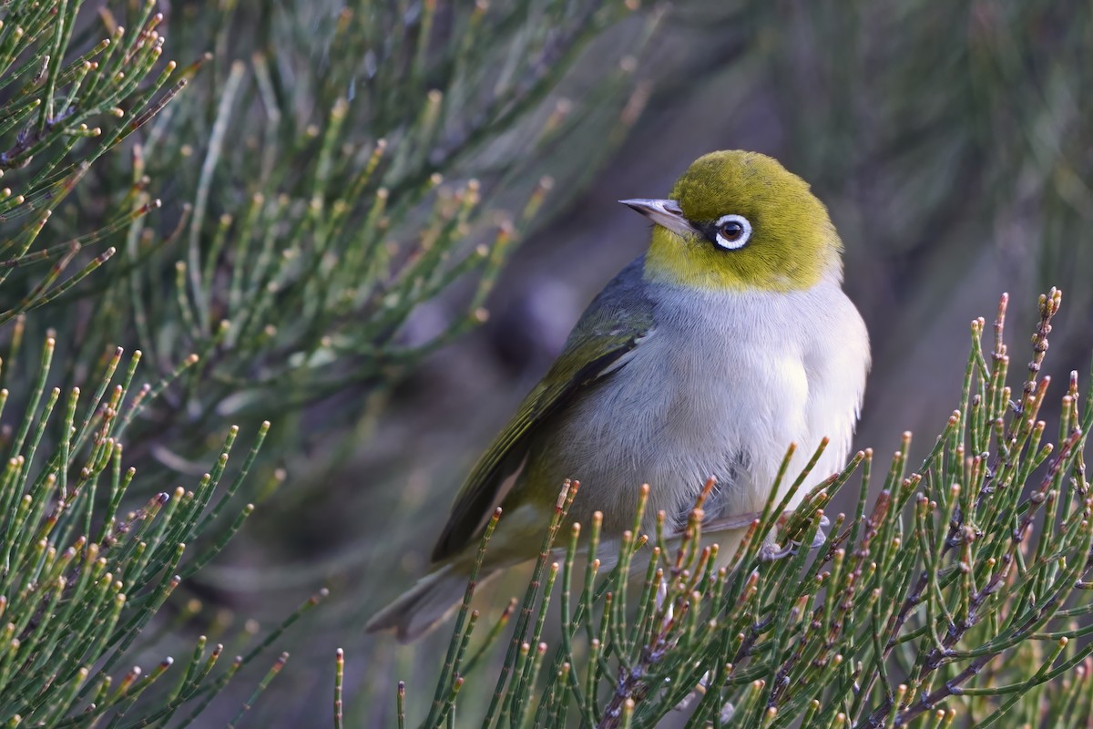 Silvereye - ML636186535