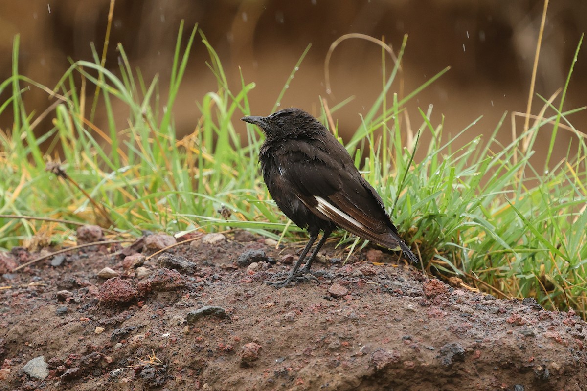 Northern Anteater-Chat - ML636186818