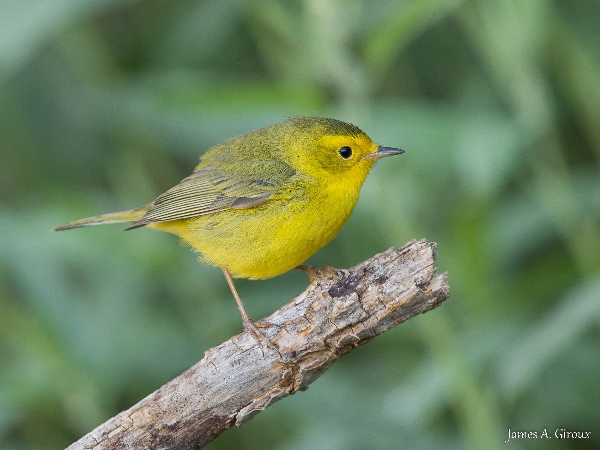 Wilson's Warbler - ML636186859