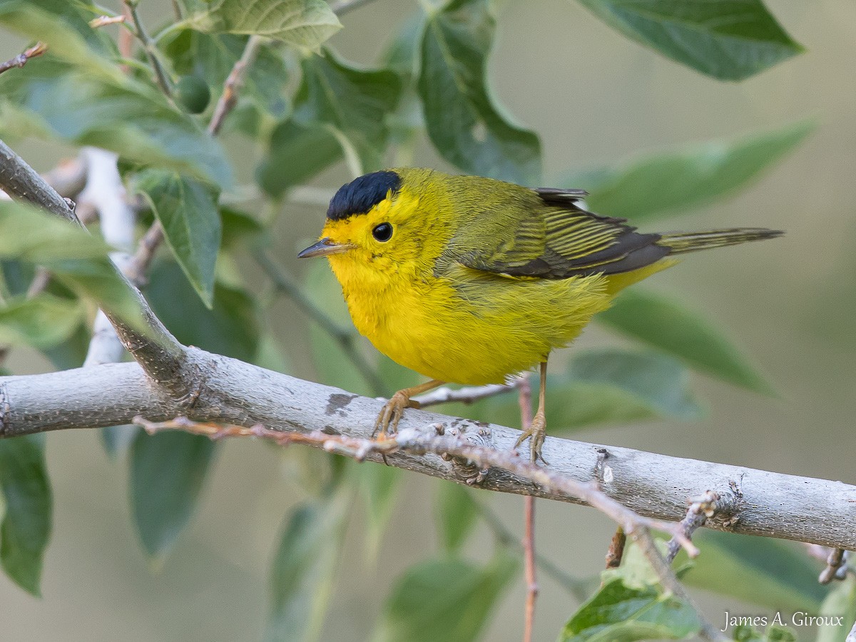 Wilson's Warbler - ML636186871