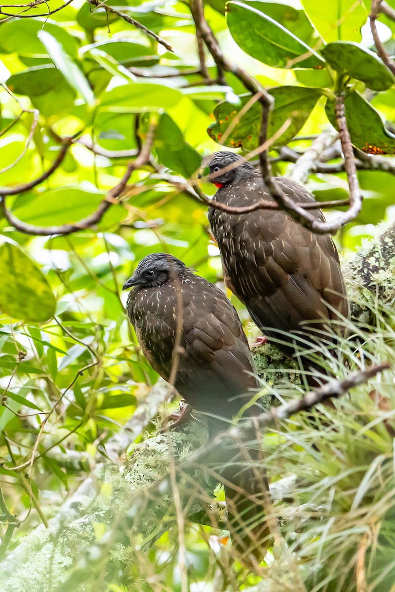 Band-tailed Guan - ML636186881