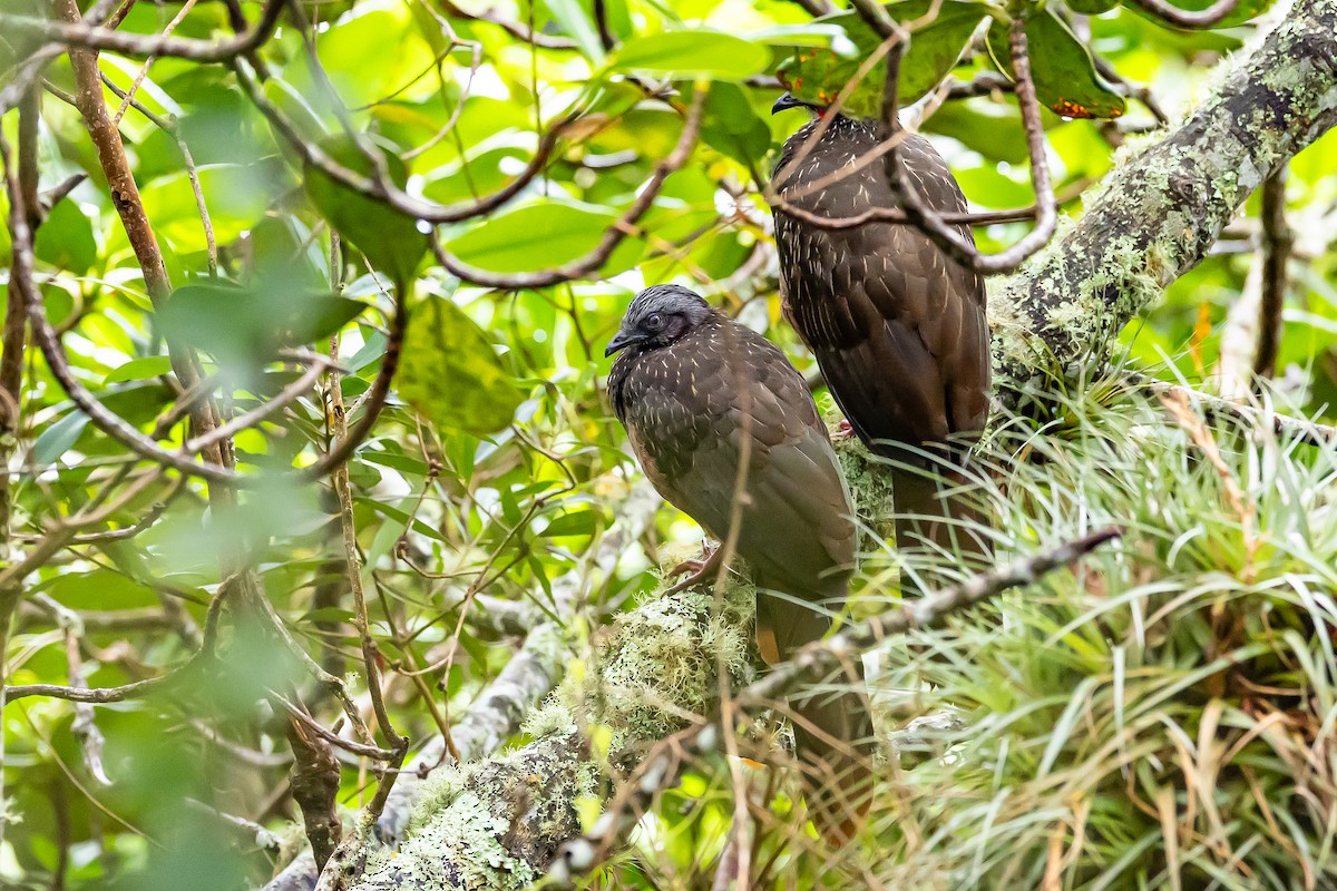 Band-tailed Guan - ML636186883