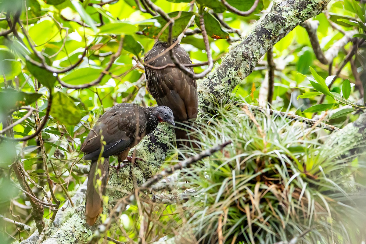 Band-tailed Guan - ML636186884