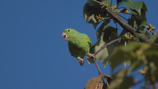 Yellow-chevroned Parakeet - ML636186892