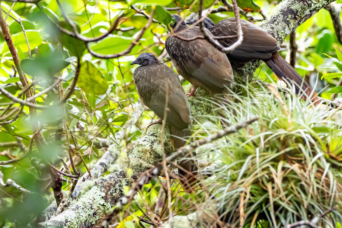 Band-tailed Guan - ML636186893