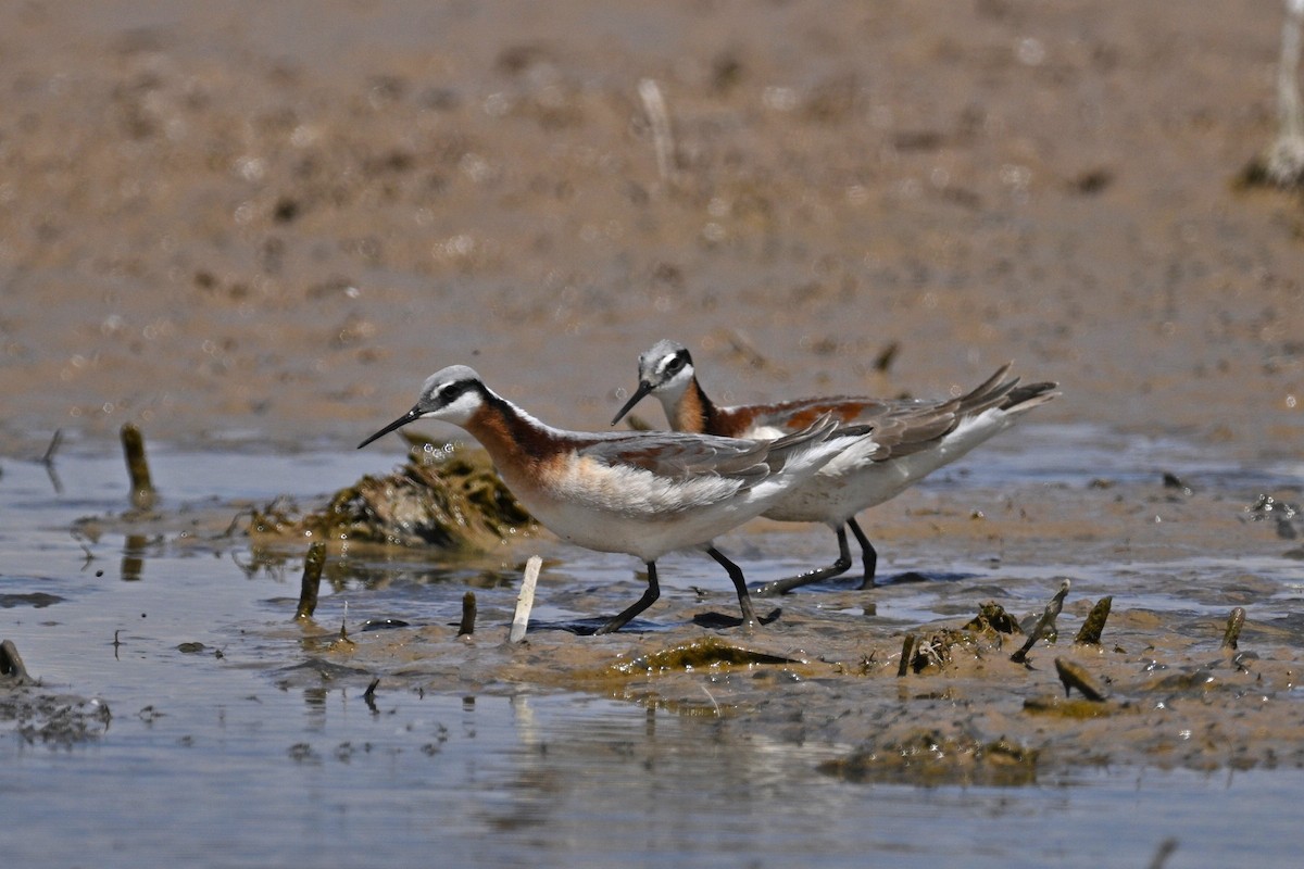 Falaropo di Wilson - ML636186917