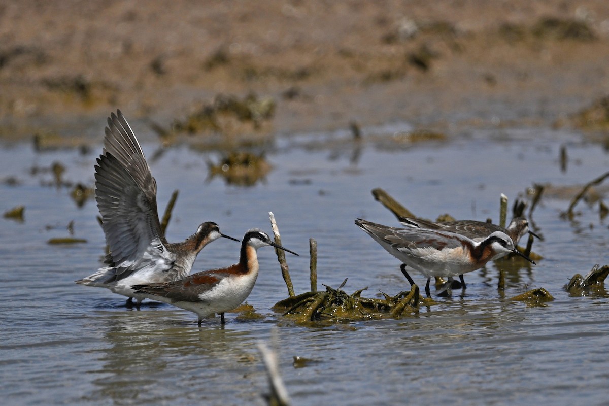 Falaropo di Wilson - ML636186918