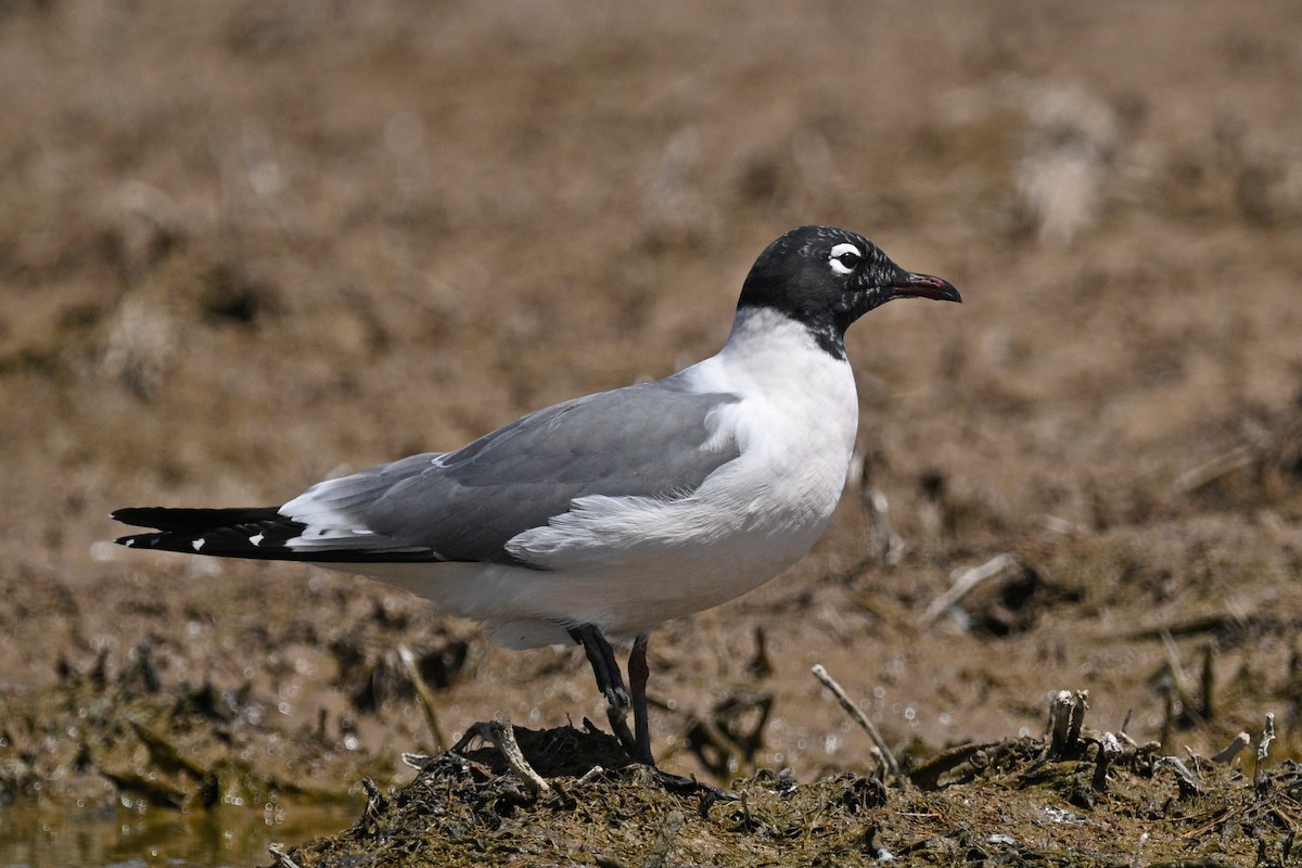 Gabbiano di Franklin - ML636186932