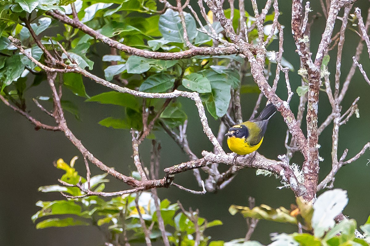 Yellow-crowned Redstart - ML636186935