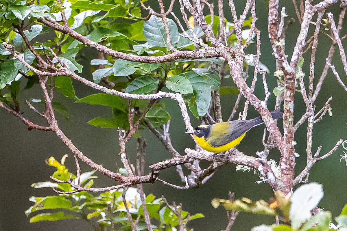 Yellow-crowned Redstart - ML636186936