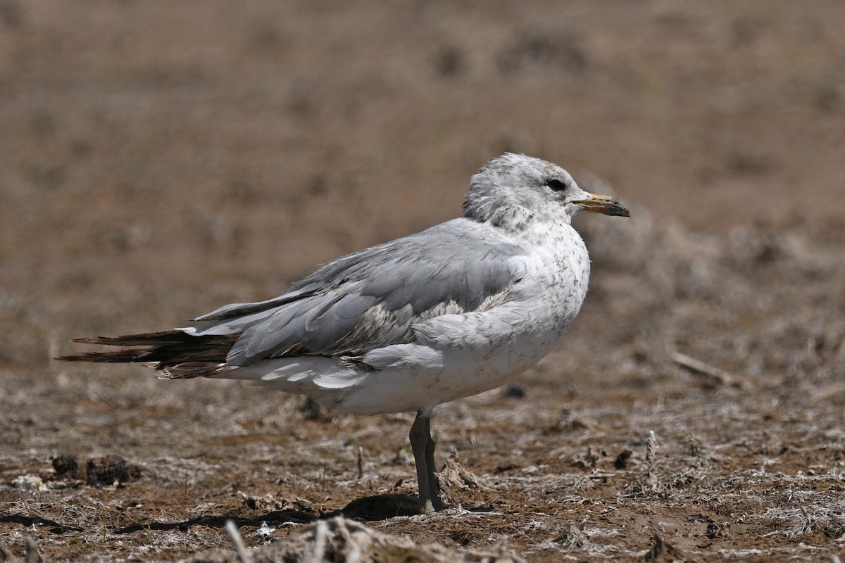 Gavina americana - ML636186940