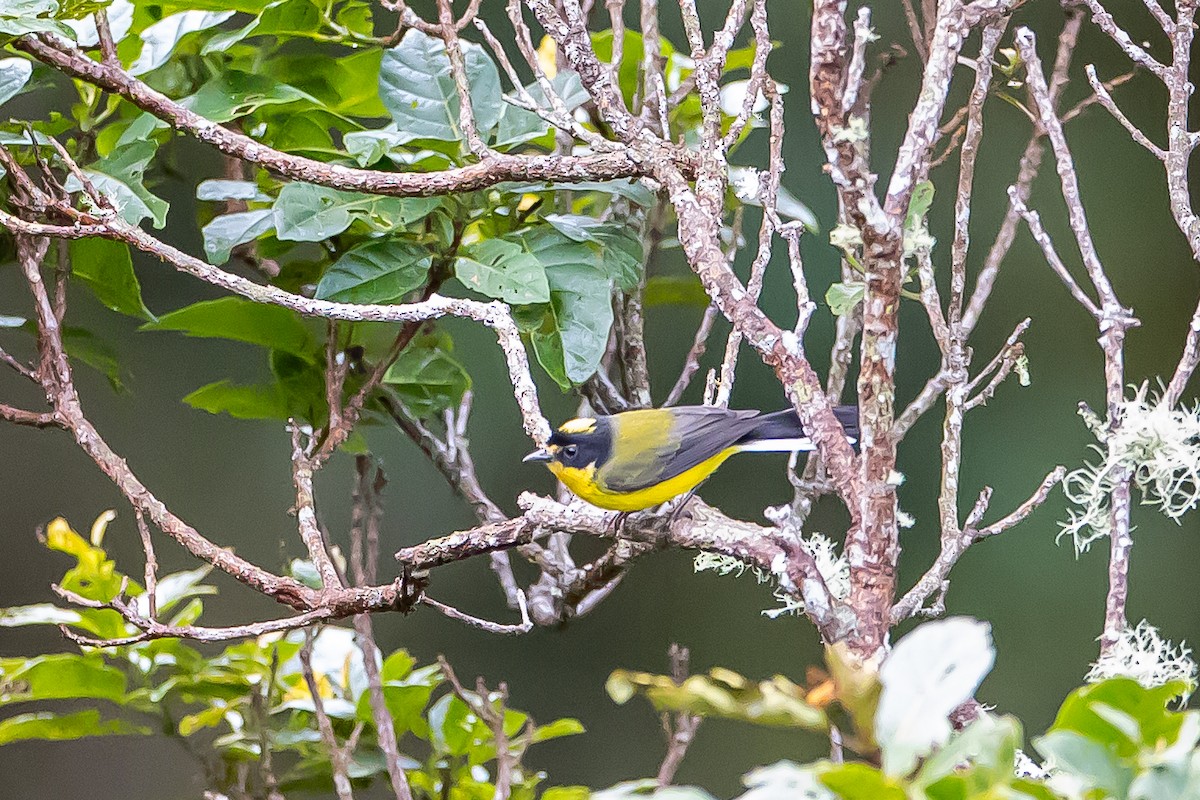 Yellow-crowned Redstart - ML636186941
