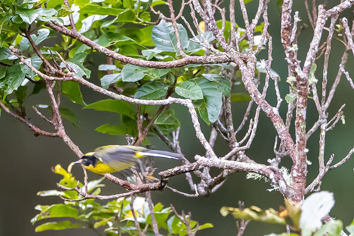 Yellow-crowned Redstart - ML636186944