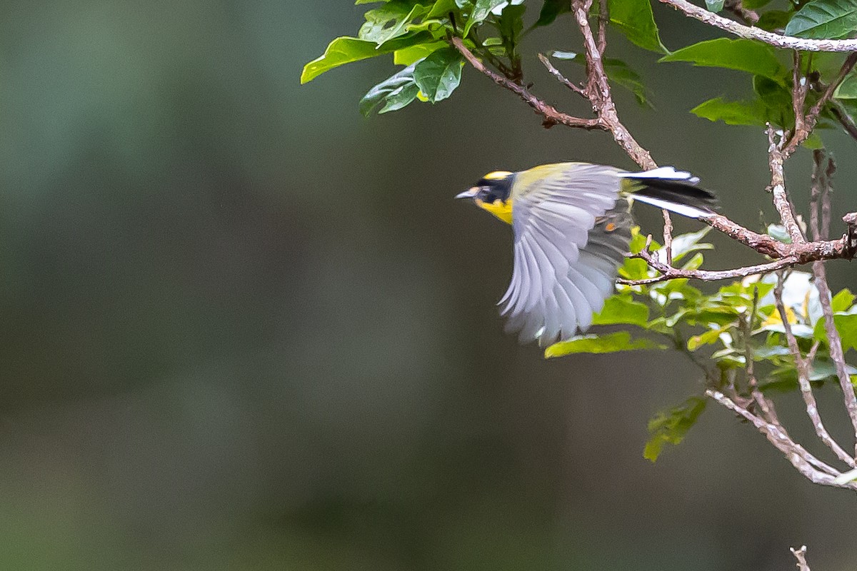 Yellow-crowned Redstart - ML636186953