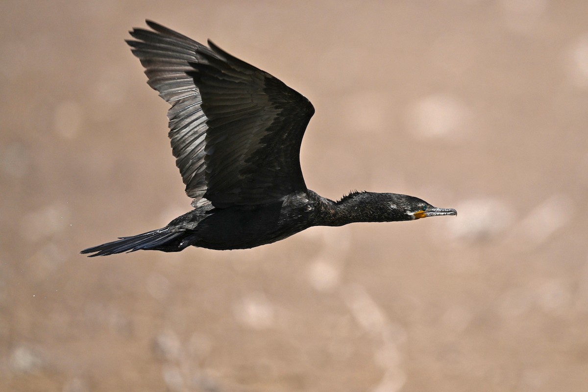 Neotropic Cormorant - ML636186960