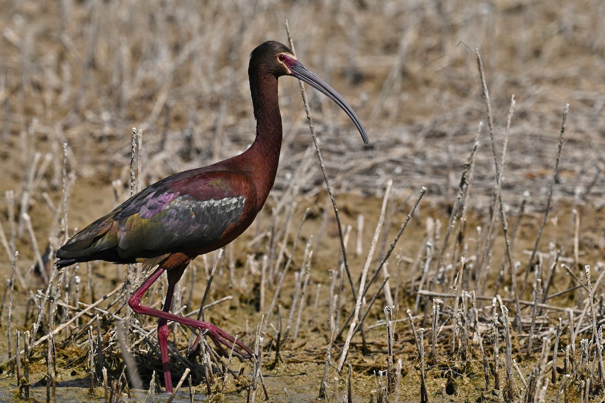 White-faced Ibis - ML636186988