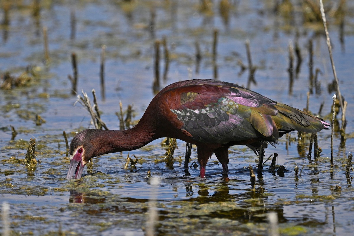 White-faced Ibis - ML636186989