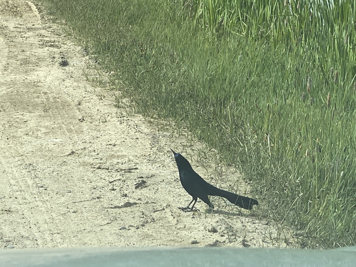 Great-tailed Grackle - ML636187033