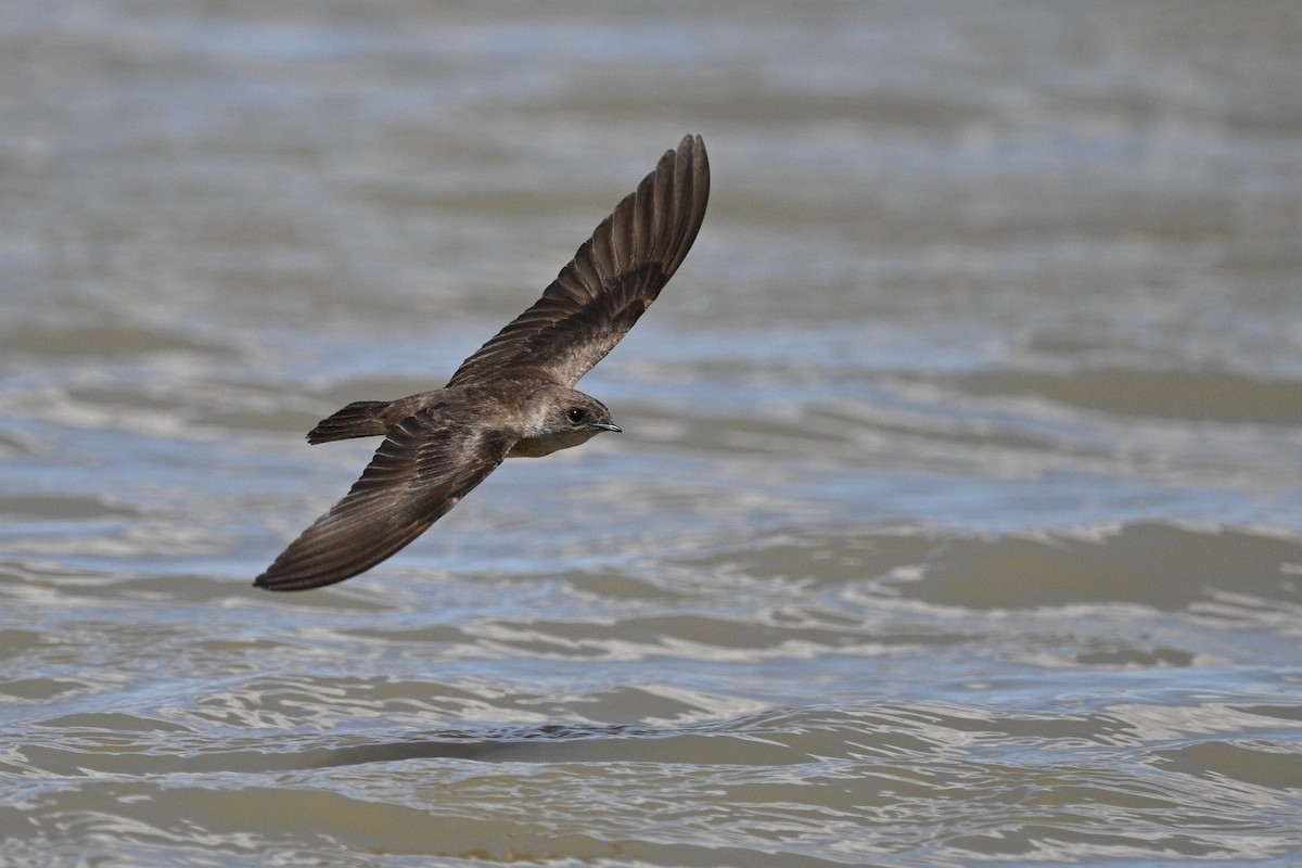 Northern Rough-winged Swallow - ML636187036