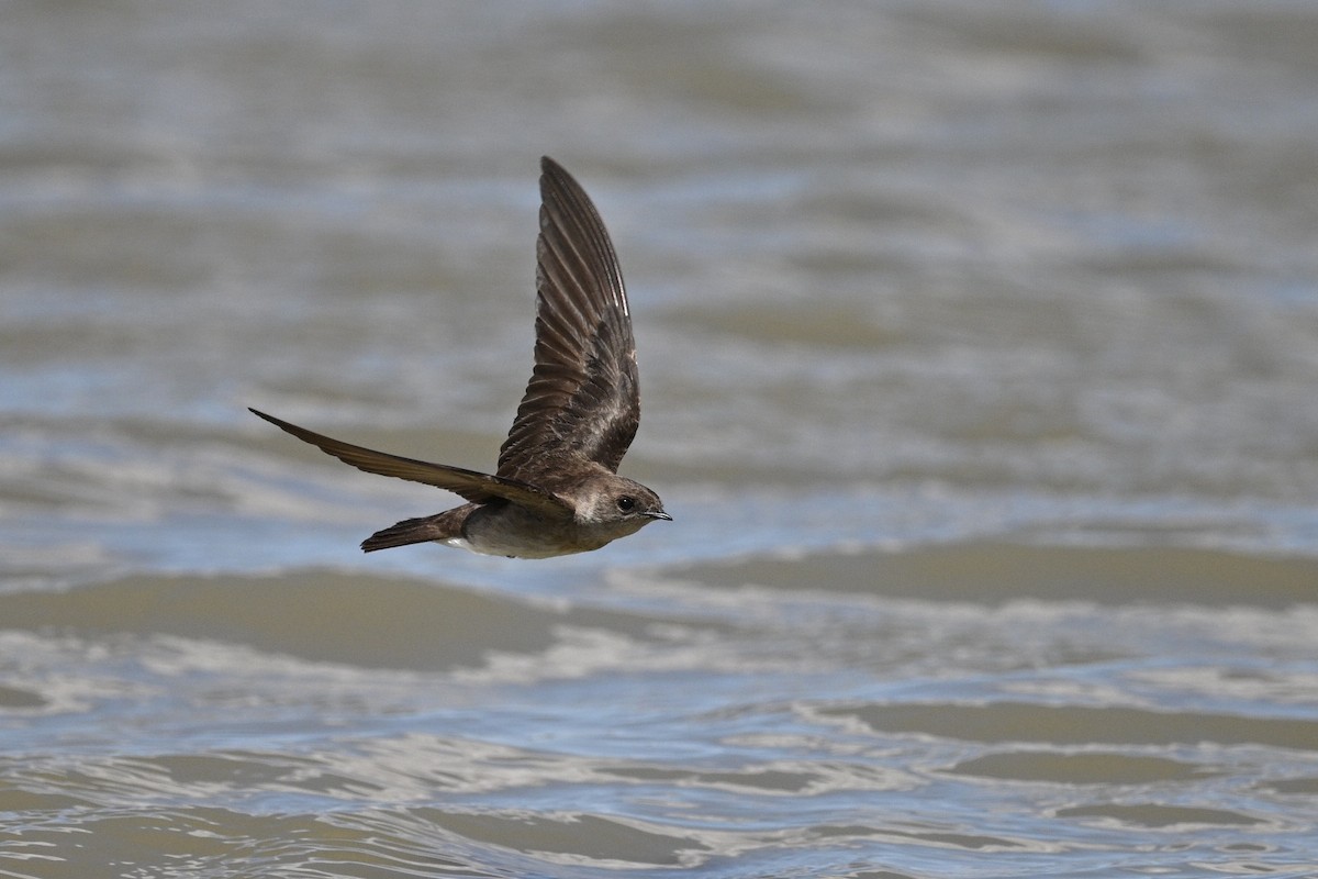 Northern Rough-winged Swallow - ML636187037