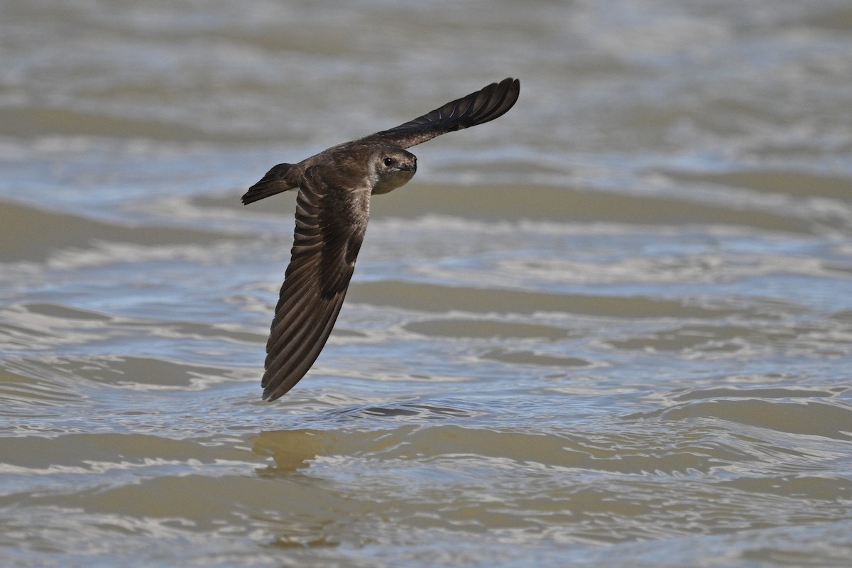 Northern Rough-winged Swallow - ML636187038
