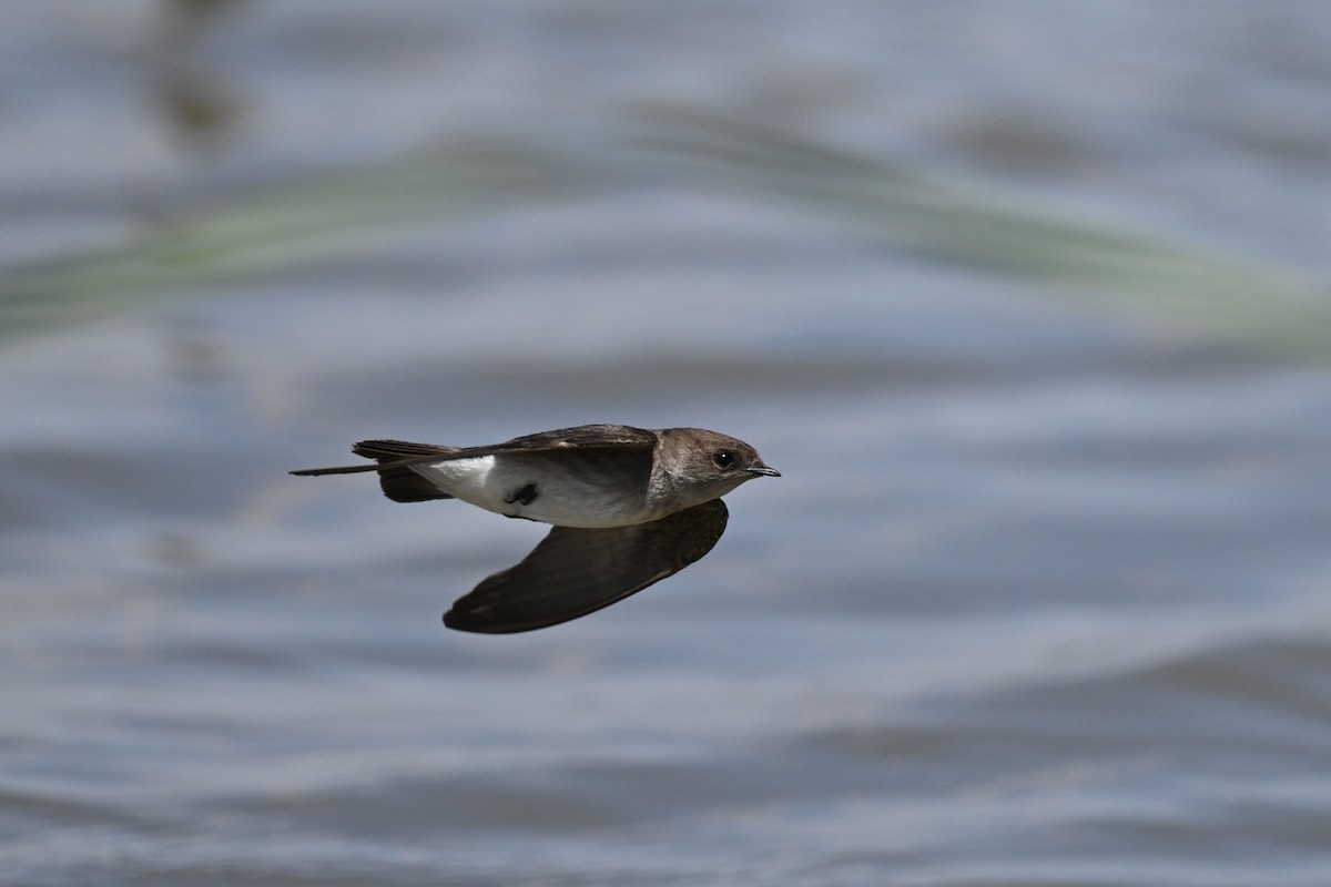 Northern Rough-winged Swallow - ML636187039