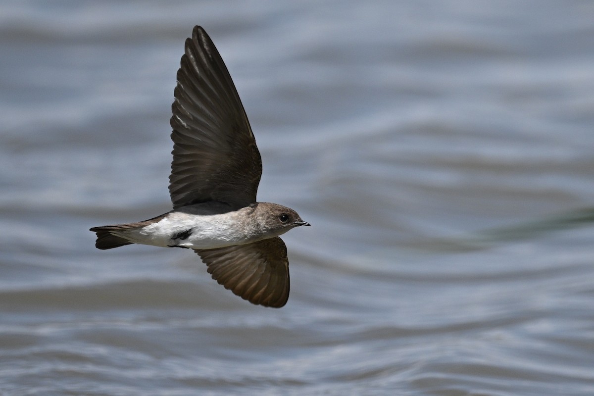 Northern Rough-winged Swallow - ML636187040