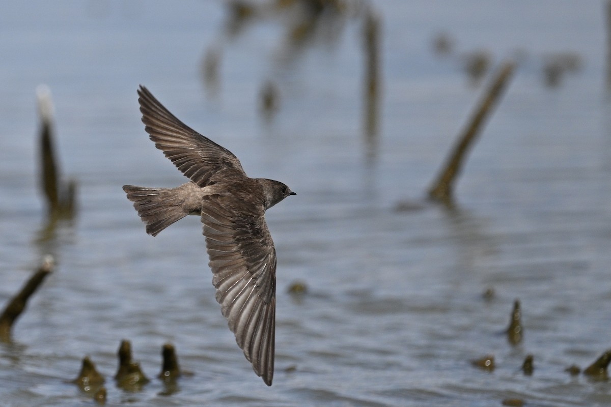 Northern Rough-winged Swallow - ML636187041