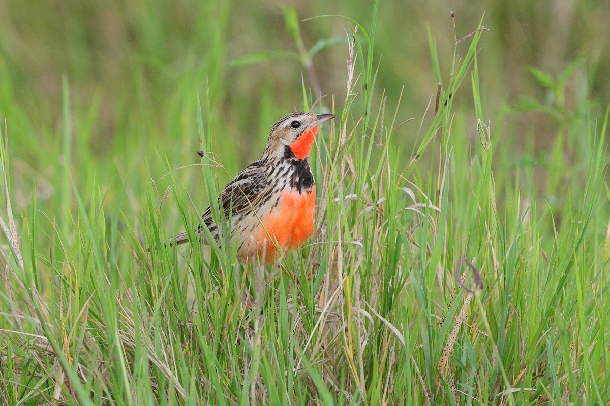 Rosy-throated Longclaw - ML636187052