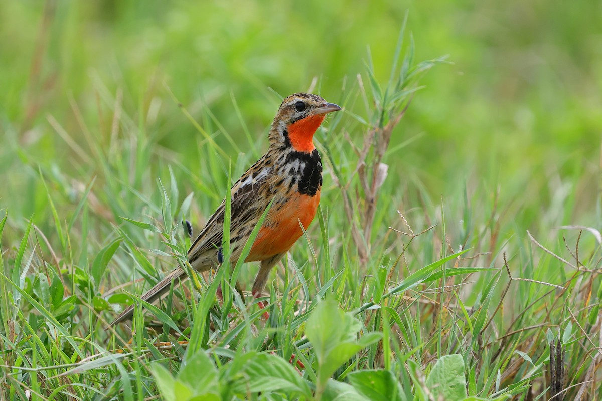 Rosy-throated Longclaw - ML636187059