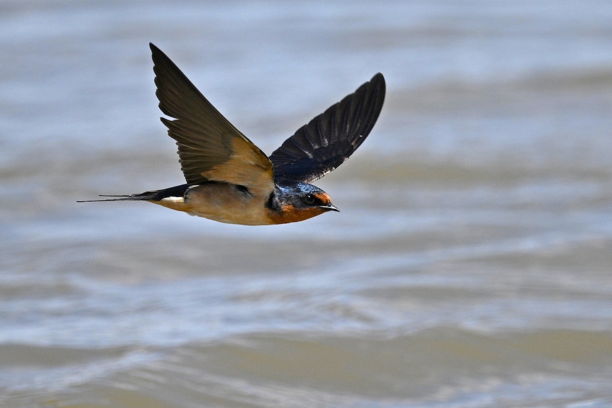 Rondine - ML636187084