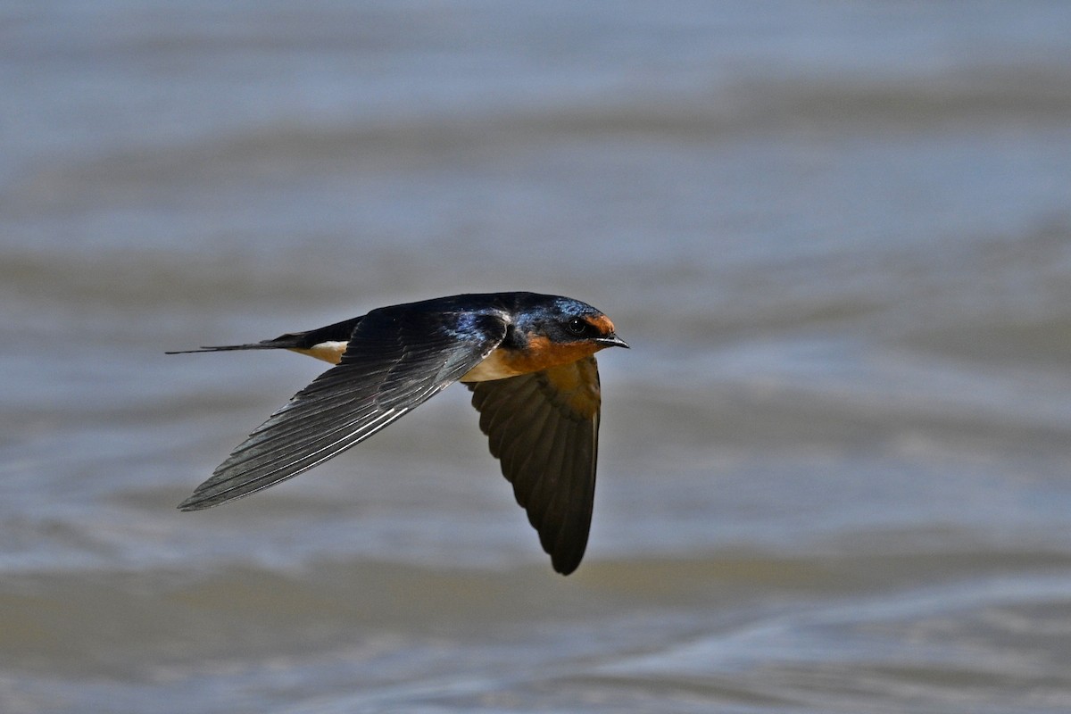 Rondine - ML636187085