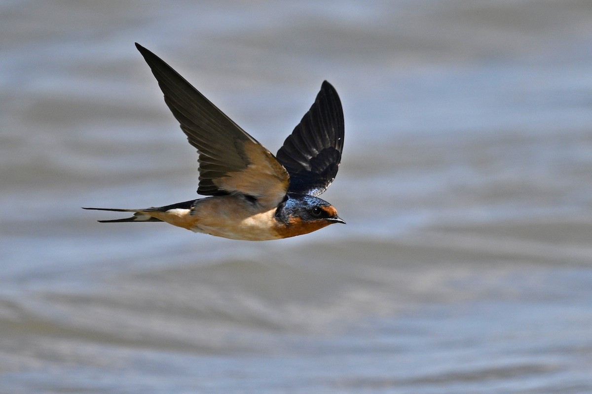 Rondine - ML636187086