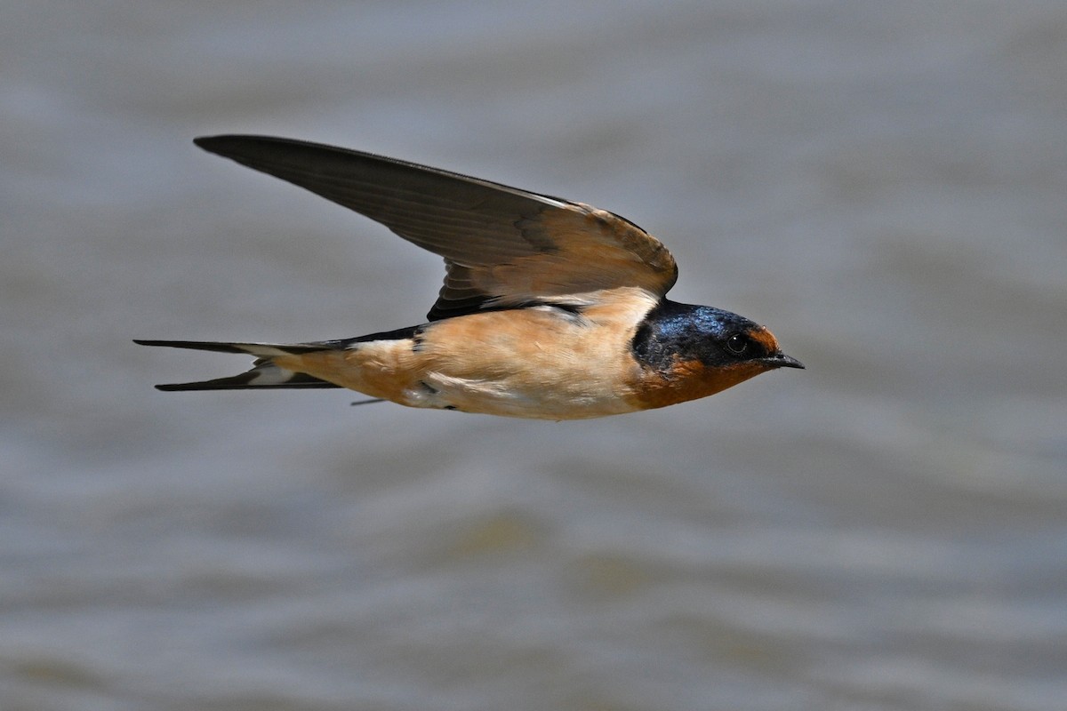 Rondine - ML636187087