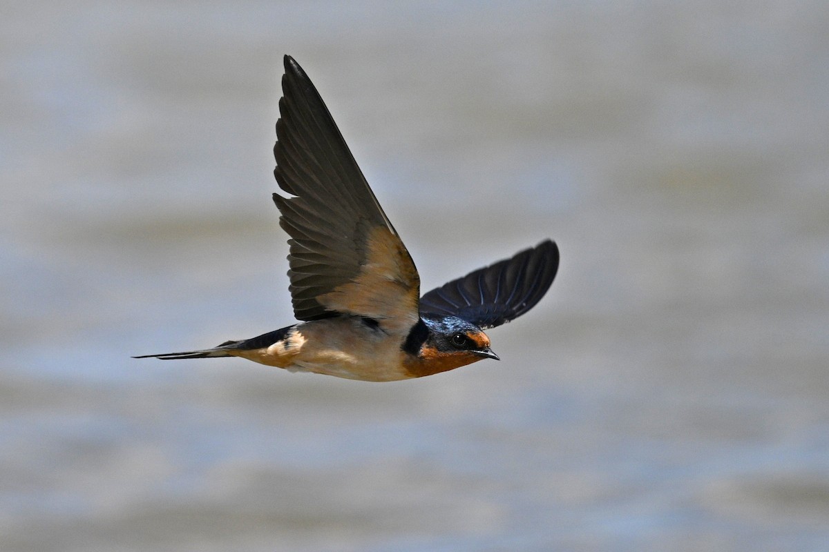 Rondine - ML636187088