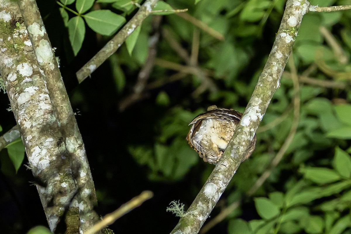 Santa Marta Screech-Owl - ML636187131