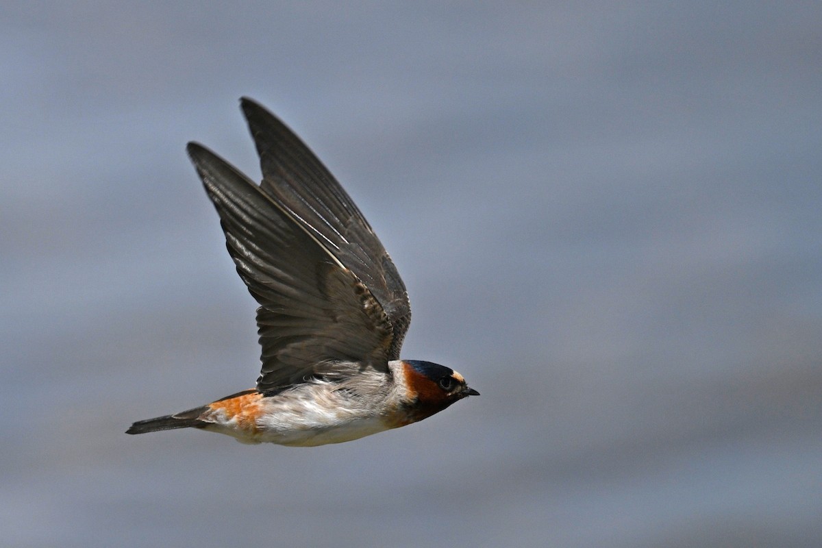 Cliff Swallow - ML636187134