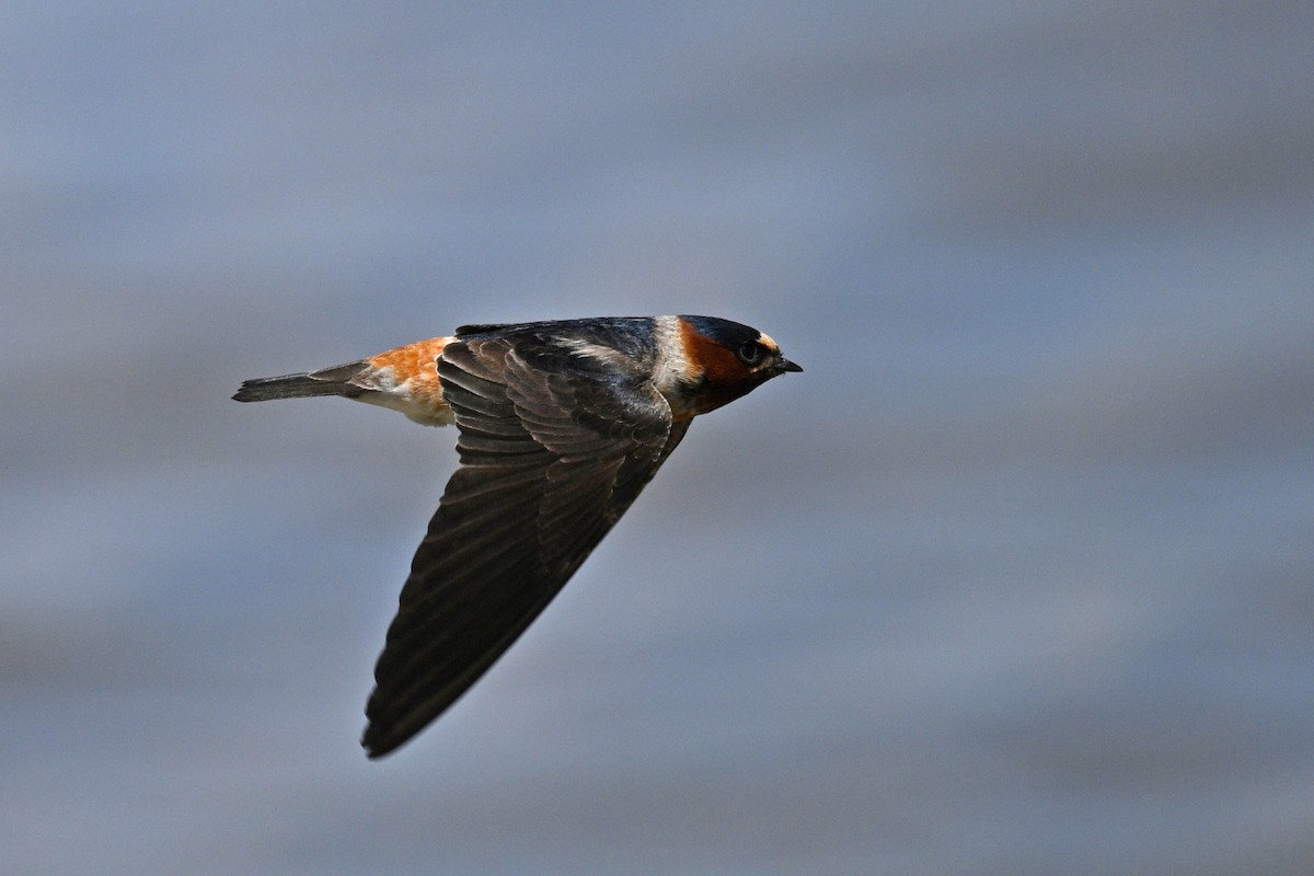 Cliff Swallow - ML636187135