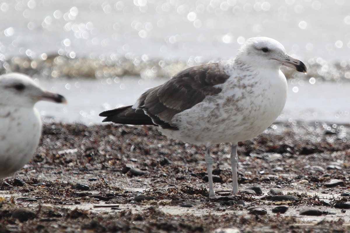 Kelp Gull - ML636187170
