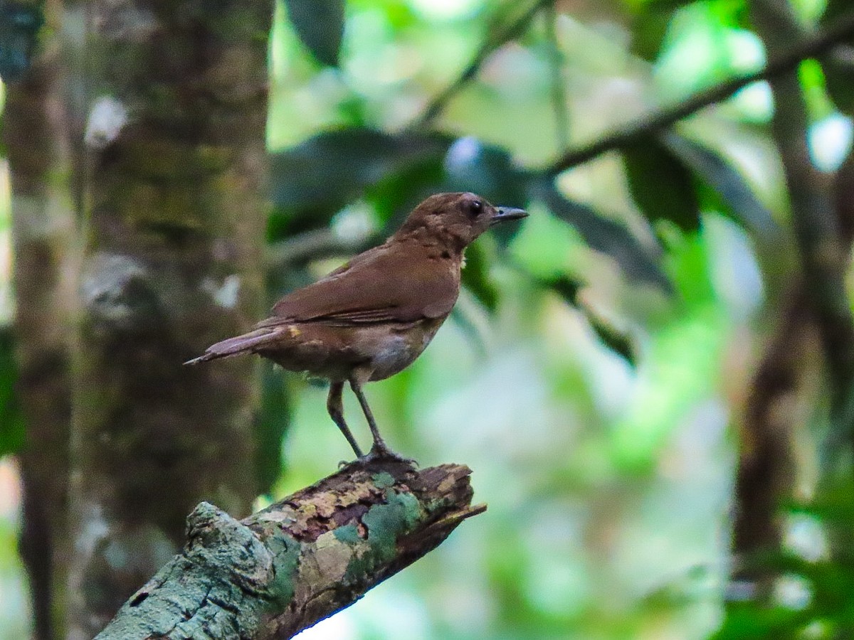 Hauxwell's Thrush - ML636187218